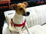İzmirde 3.5 Aylık Erkek, Anne Baba Jack Russell, Aşılar Tamam