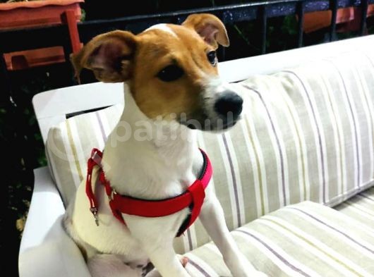 İzmirde 3.5 Aylık Erkek, Anne Baba Jack Russell, Aşılar Tamam görsel