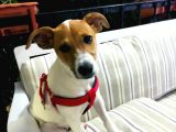 İzmirde 3.5 Aylık Erkek, Anne Baba Jack Russell, Aşılar Tamam