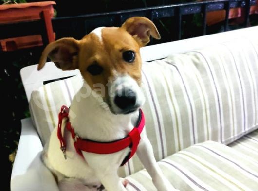 İzmirde 3.5 Aylık Erkek, Anne Baba Jack Russell, Aşılar Tamam