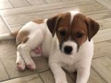 İzmirde 3.5 Aylık Erkek, Anne Baba Jack Russell, Aşılar Tamam