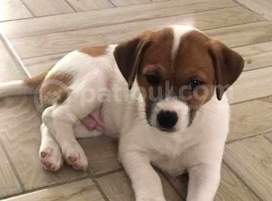 İzmirde 3.5 Aylık Erkek, Anne Baba Jack Russell, Aşılar Tamam görsel