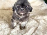3 Aylik Di̇şi̇ Morkie