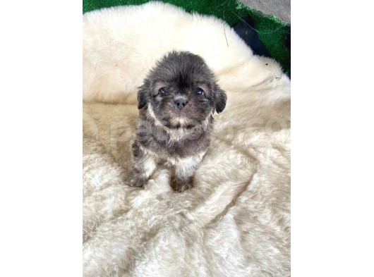 3 Aylik Di̇şi̇ Morkie görsel