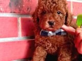 Red Brown Toy Poodle Yavrular