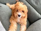 4 Aylık Erkek Toy Poodle Evladımız