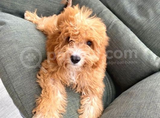 4 Aylık Erkek Toy Poodle Evladımız görsel