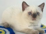 Çikolata Point British Shorthair Erkek Yavrumuz