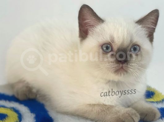 Çikolata Point British Shorthair Erkek Yavrumuz görsel