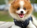 Party Color Nadir Renk Pomeranian