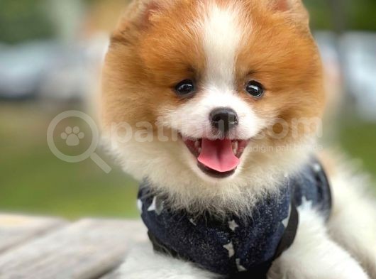 Party Color Nadir Renk Pomeranian görsel