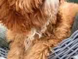 4 Aylık Erkek Toy Poodle Evladımız