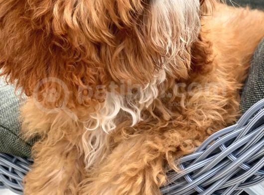 4 Aylık Erkek Toy Poodle Evladımız görsel