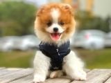 Party Color Nadir Renk Pomeranian