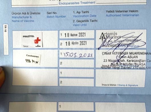 4 Aylık Erkek Toy Poodle Evladımız görsel