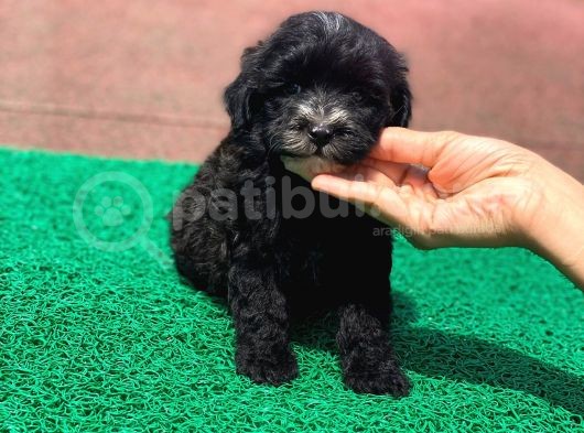 Si̇yah Maltese Terri̇er görsel