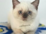 Çikolata Point British Shorthair Erkek Yavrumuz