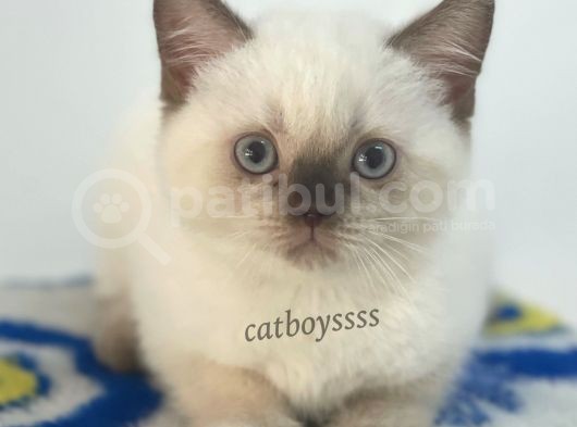 Çikolata Point British Shorthair Erkek Yavrumuz