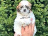 Sevimli Mini Erkek Shihtzu Yavrumuz