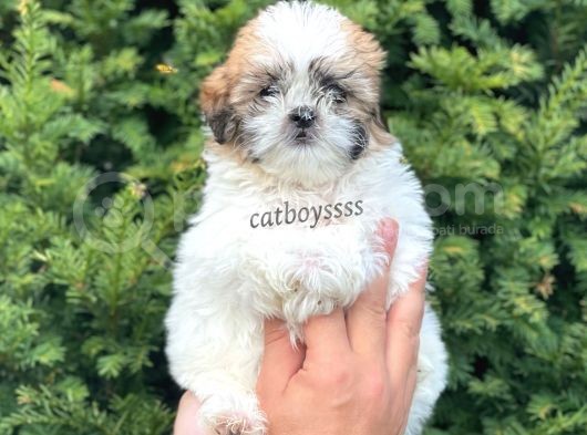 Sevimli Mini Erkek Shihtzu Yavrumuz görsel