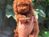 Safkan Red Brown Toy Poodle Erkek Yavrumuz
