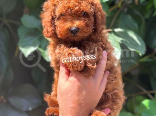 Safkan Red Brown Toy Poodle Erkek Yavrumuz
