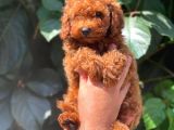 Safkan Red Brown Toy Poodle Erkek Yavrumuz