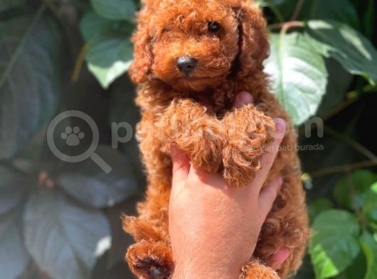 Safkan Red Brown Toy Poodle Erkek Yavrumuz görsel