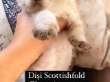 Scotti̇shfold Yavrular
