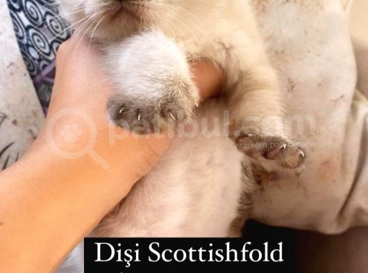 Scotti̇shfold Yavrular görsel