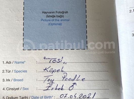 4 Aylık Erkek Toy Poodle Evladımız görsel