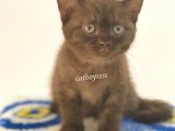 Çikolata British Shorthair Erkek Yavrumuz