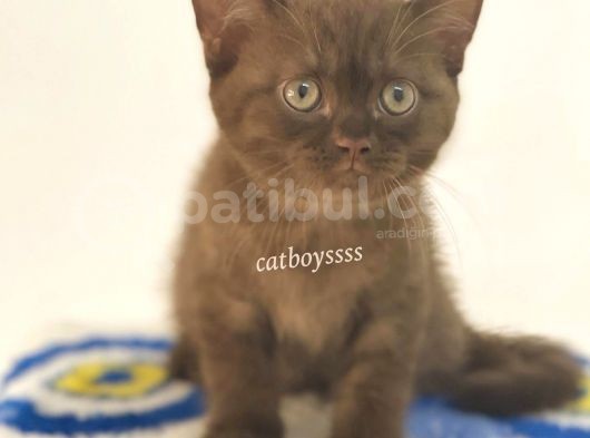 Çikolata British Shorthair Erkek Yavrumuz