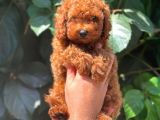 Safkan Red Brown Toy Poodle Erkek Yavrumuz