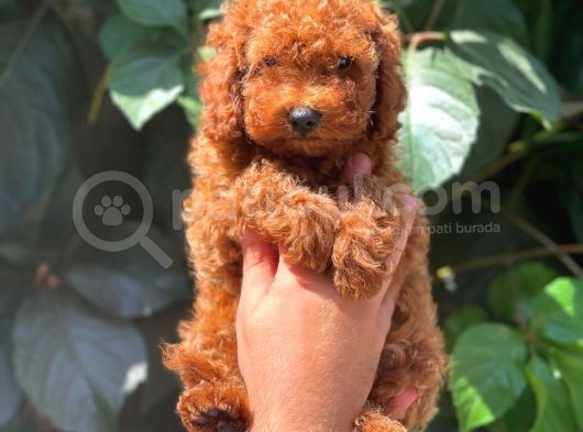 Safkan Red Brown Toy Poodle Erkek Yavrumuz görsel