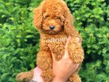 Muhteşem Red Toy Poodle Erkek Yavrumuz