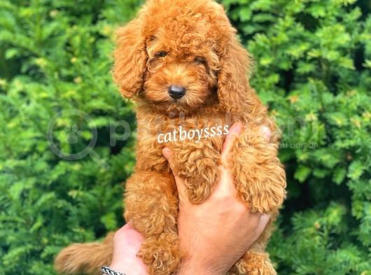 Muhteşem Red Toy Poodle Erkek Yavrumuz görsel
