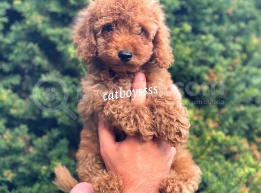 Safkan Red Toy Poodle Erkek Yavrumuz görsel