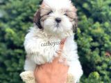 Safkan Dişi Shihtzu Yavrumuz