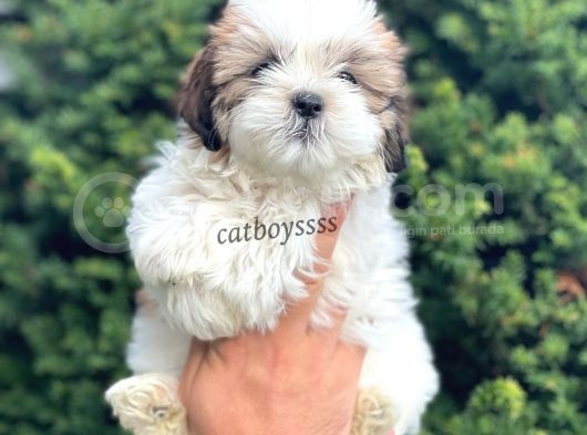 Safkan Dişi Shihtzu Yavrumuz görsel