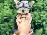 Mini Yorkshire Terrier Dişi Yavrumuz