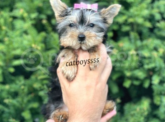 Mini Yorkshire Terrier Dişi Yavrumuz görsel