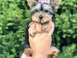 Mini Yorkshire Terrier Dişi Yavrumuz