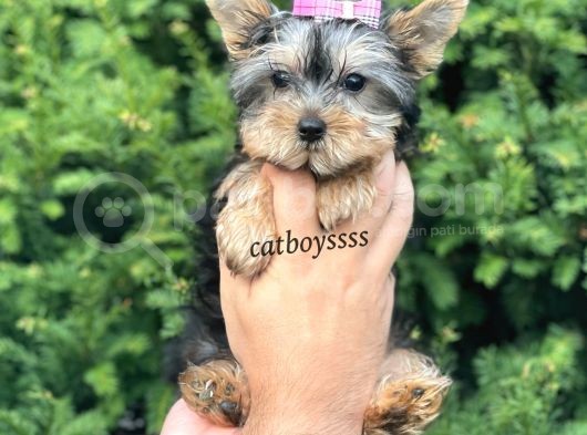 Mini Yorkshire Terrier Dişi Yavrumuz görsel