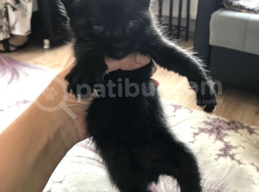 15 Günlük British Shortair Siyah Yavru Kedi