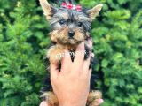 0 Numara Dişi Yorkshire Terrier Yavrumuz