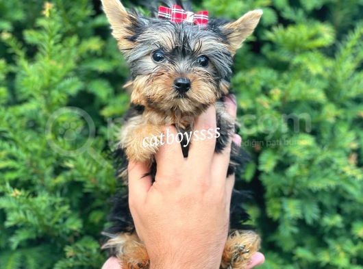 0 Numara Dişi Yorkshire Terrier Yavrumuz görsel