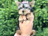 Mini Yorkshire Terrier Dişi Yavrumuz