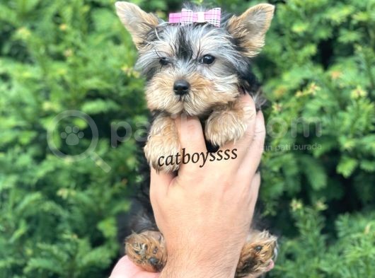 Mini Yorkshire Terrier Dişi Yavrumuz