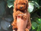 Safkan Red Brown Toy Poodle Erkek Yavrumuz